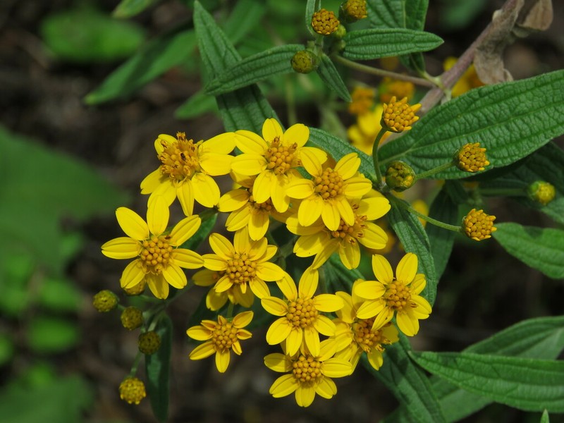 Perymenium discolor