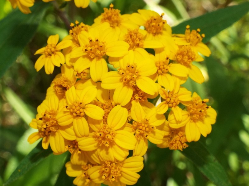 Perymenium discolor photo 6