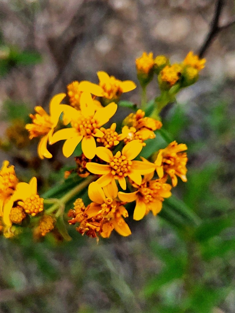 Perymenium discolor photo 8