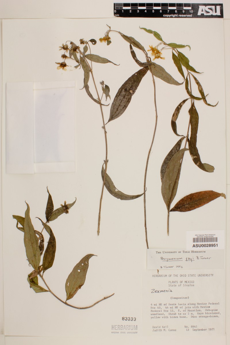 Perymenium fayi