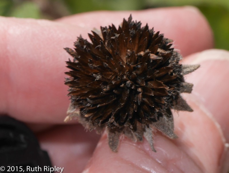 Perymenium featherstonei