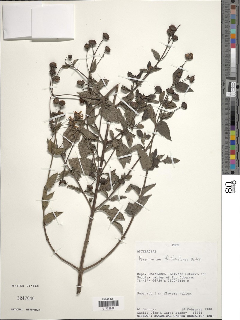 Perymenium featherstonei photo 2