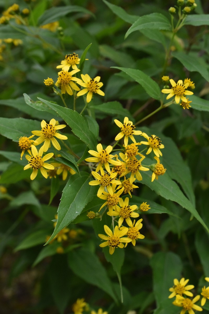 Perymenium ghiesbreghtii