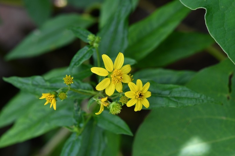 Perymenium ghiesbreghtii photo 2