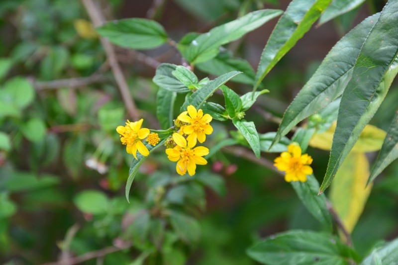 Perymenium ghiesbreghtii photo 4