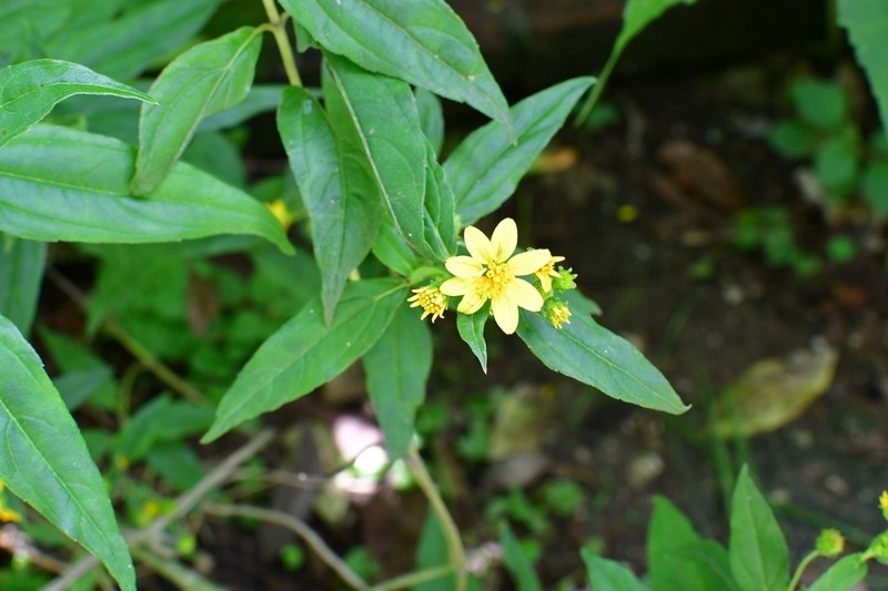Perymenium ghiesbreghtii photo 5