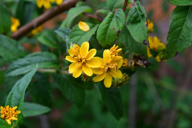 Perymenium ghiesbreghtii photo 7