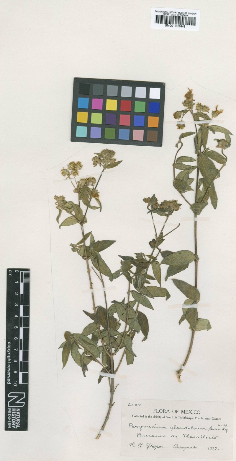 Perymenium glandulosum