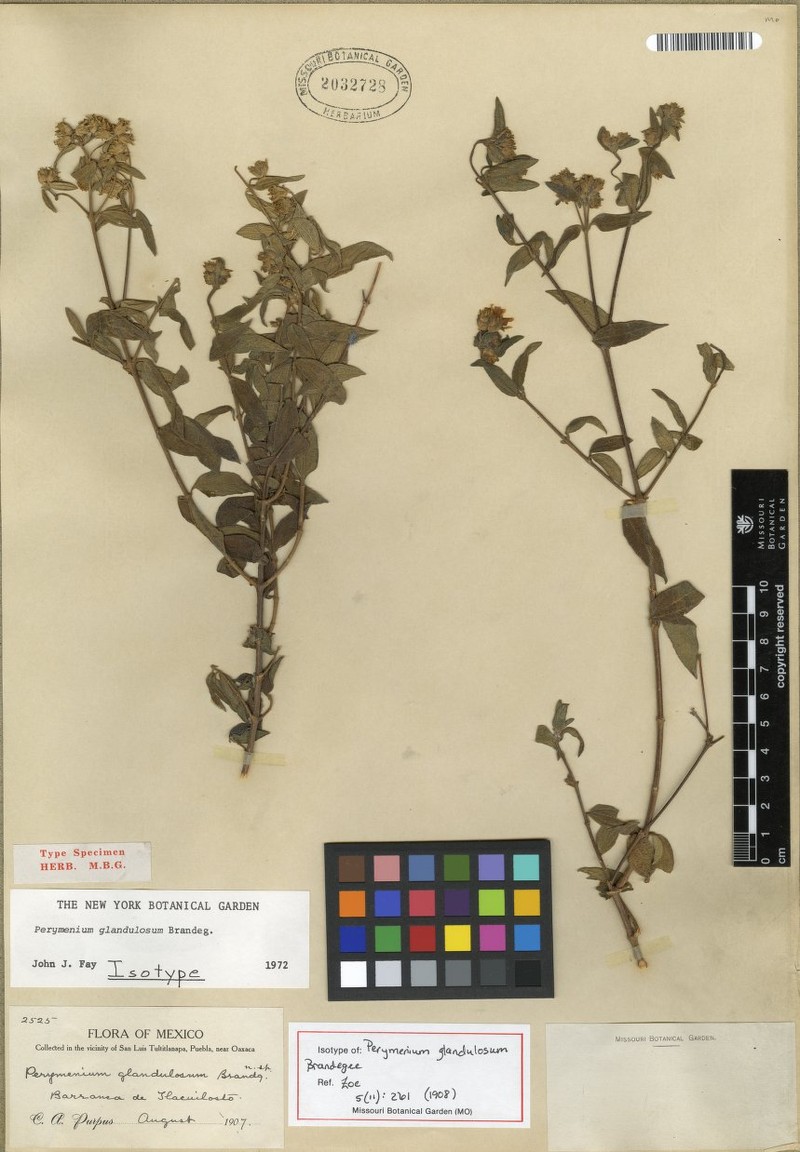 Perymenium glandulosum photo 2