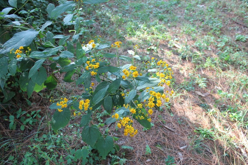 Perymenium globosum