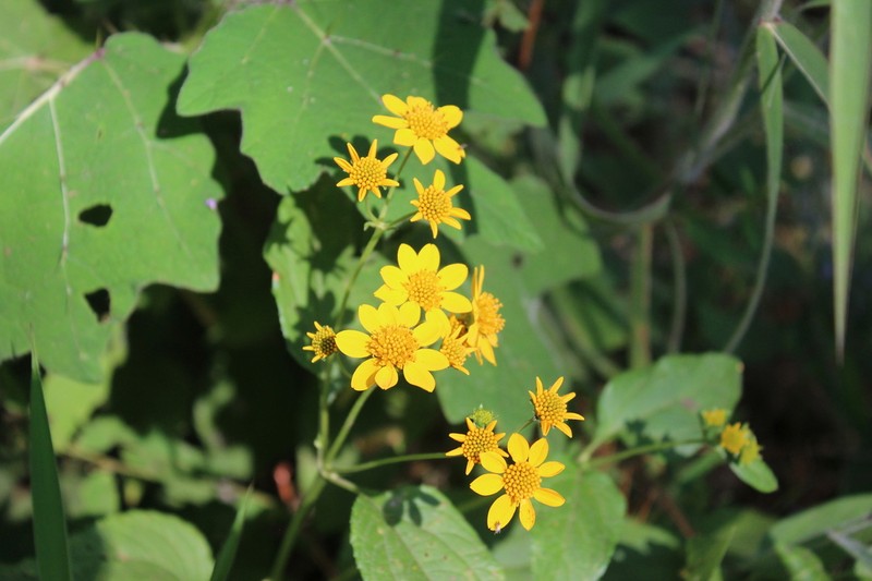 Perymenium globosum photo 2
