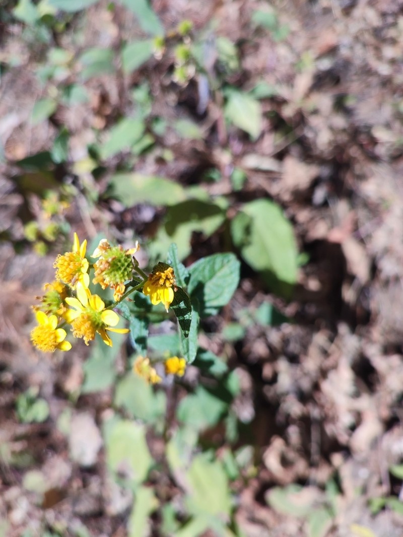 Perymenium globosum photo 8