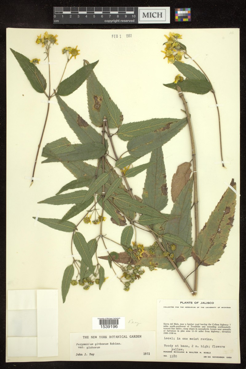 Perymenium globosum var. globosum