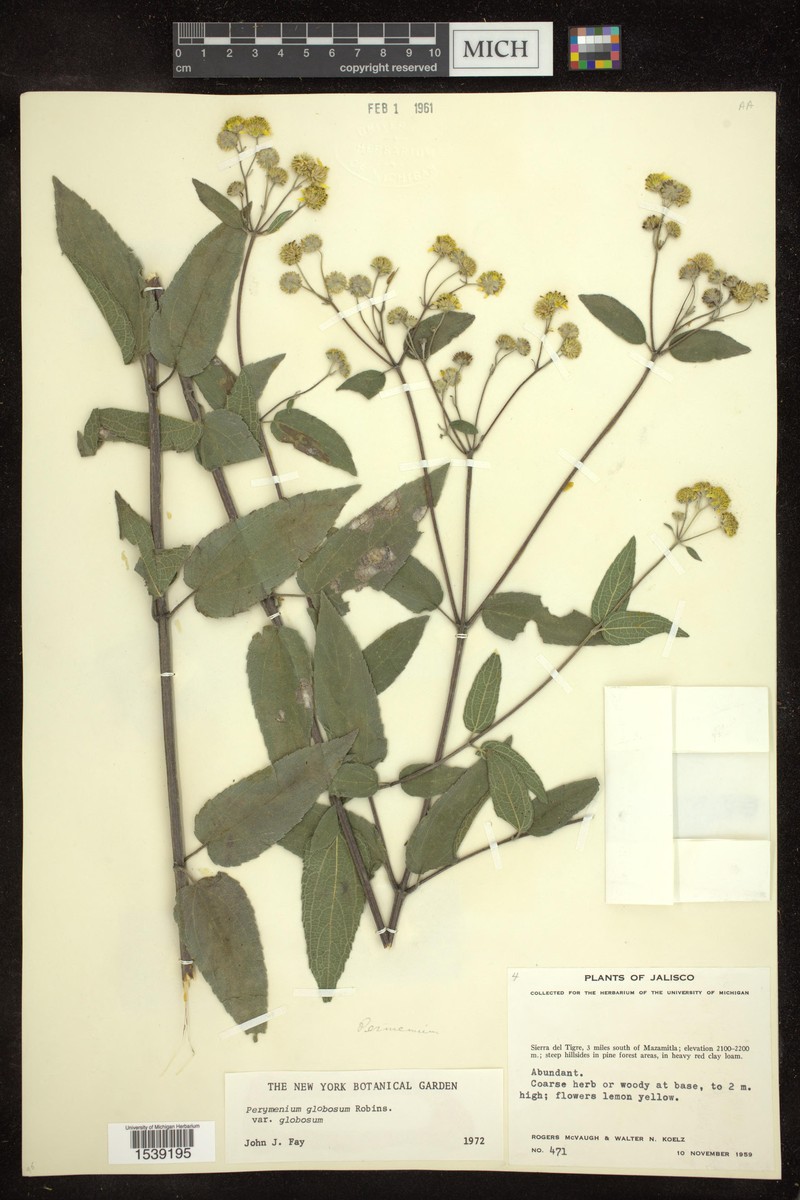 Perymenium globosum var. globosum photo 2