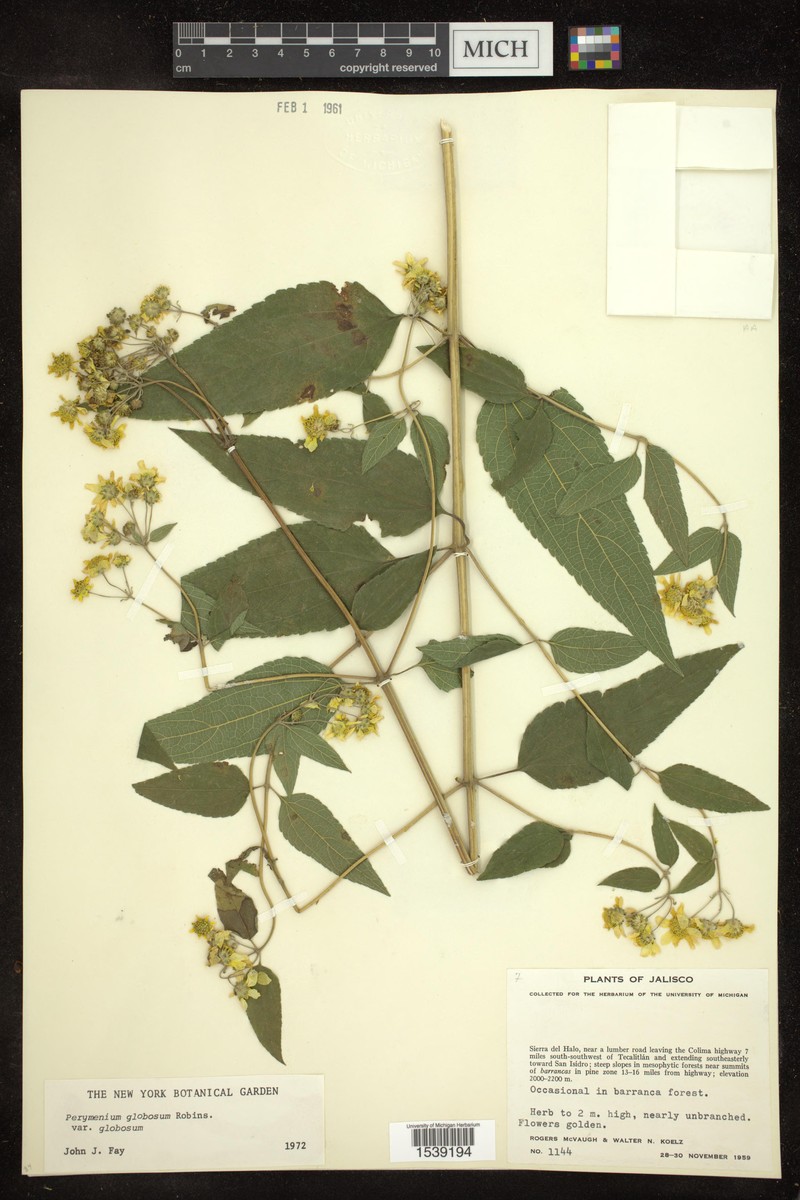 Perymenium globosum var. globosum photo 3