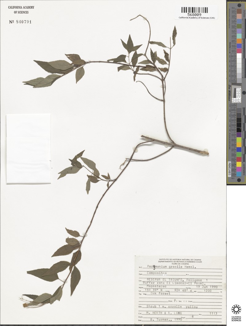 Perymenium gracile