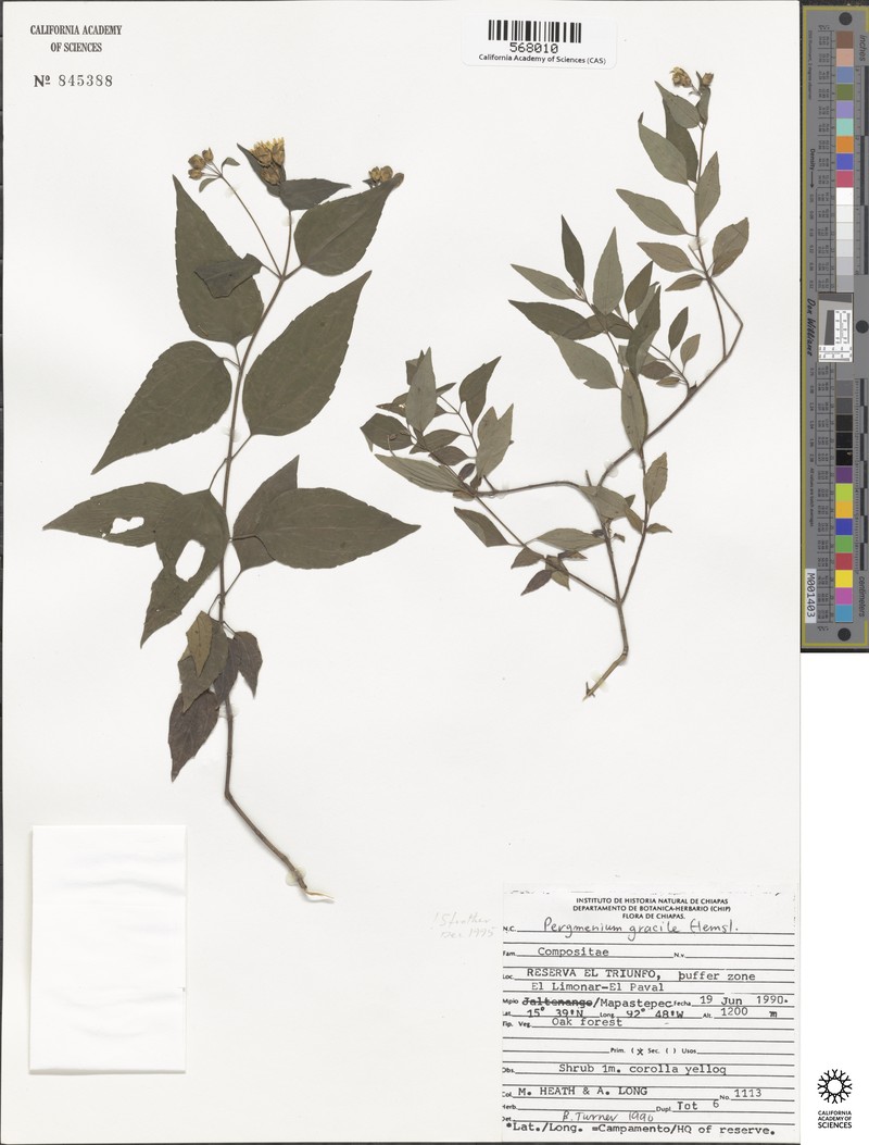 Perymenium gracile photo 2