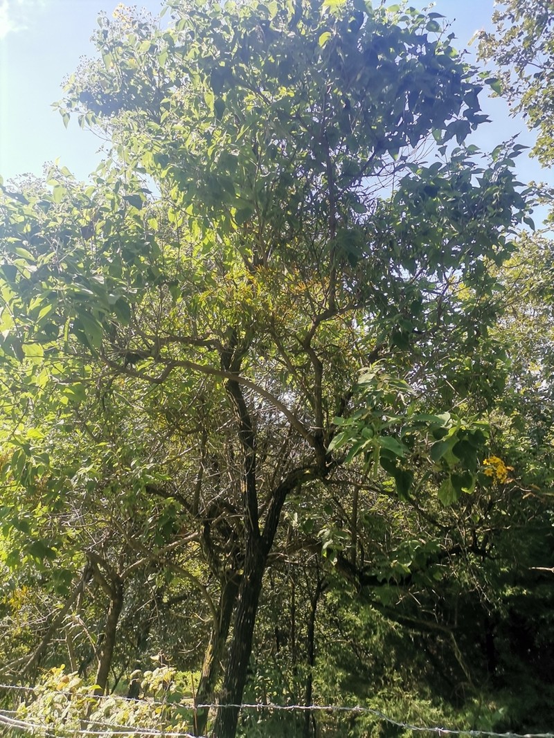 Perymenium grande photo 4
