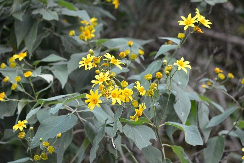 Perymenium grande photo 5