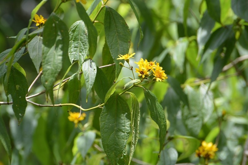 Perymenium grande photo 8