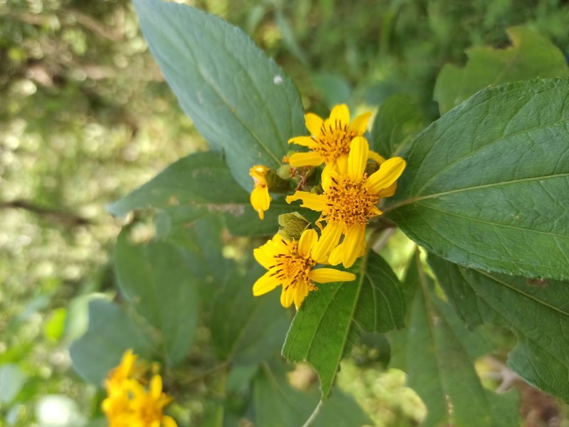 Perymenium grande var. grande