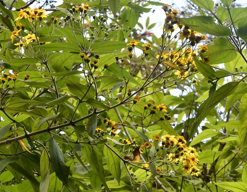 Perymenium grande var. nelsonii