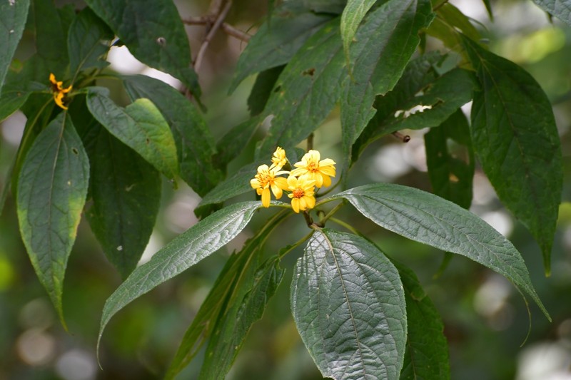 Perymenium grande var. nelsonii photo 2
