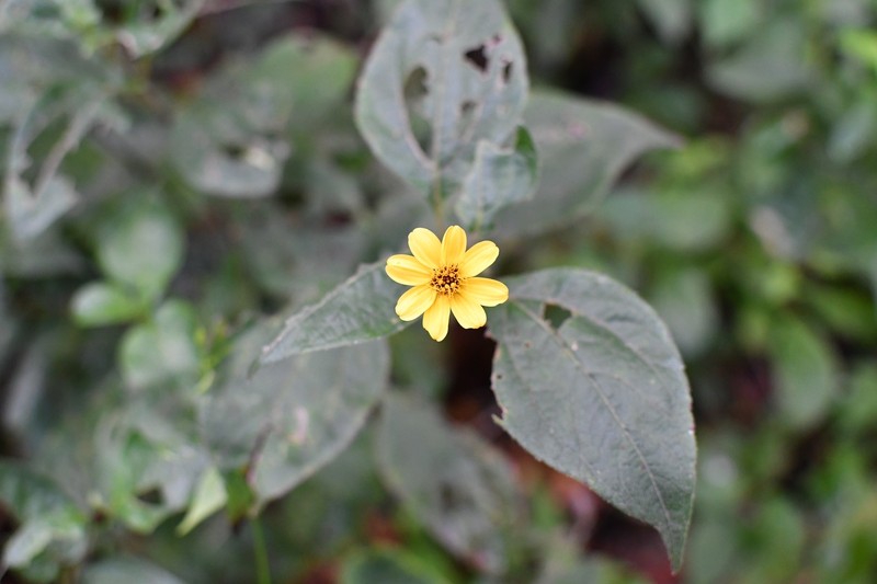 Perymenium grande var. nelsonii photo 3