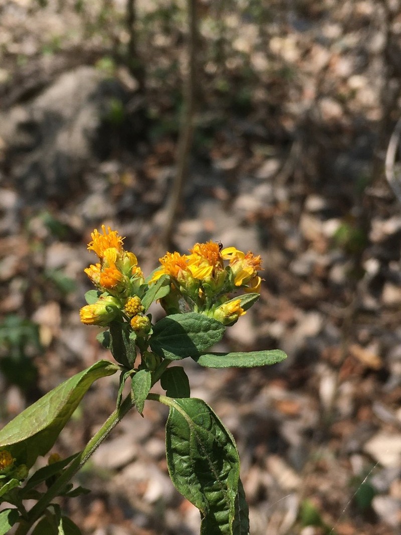 Perymenium gymnolomoides