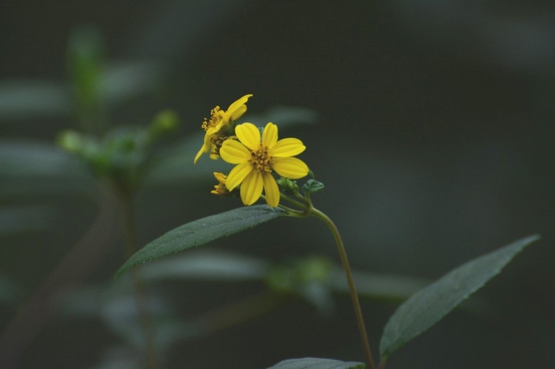 Perymenium gymnolomoides photo 2