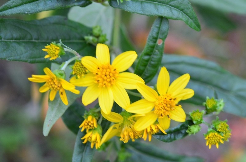 Perymenium gymnolomoides photo 3