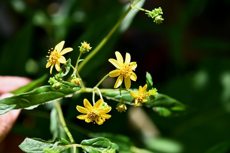 Perymenium gymnolomoides photo 5