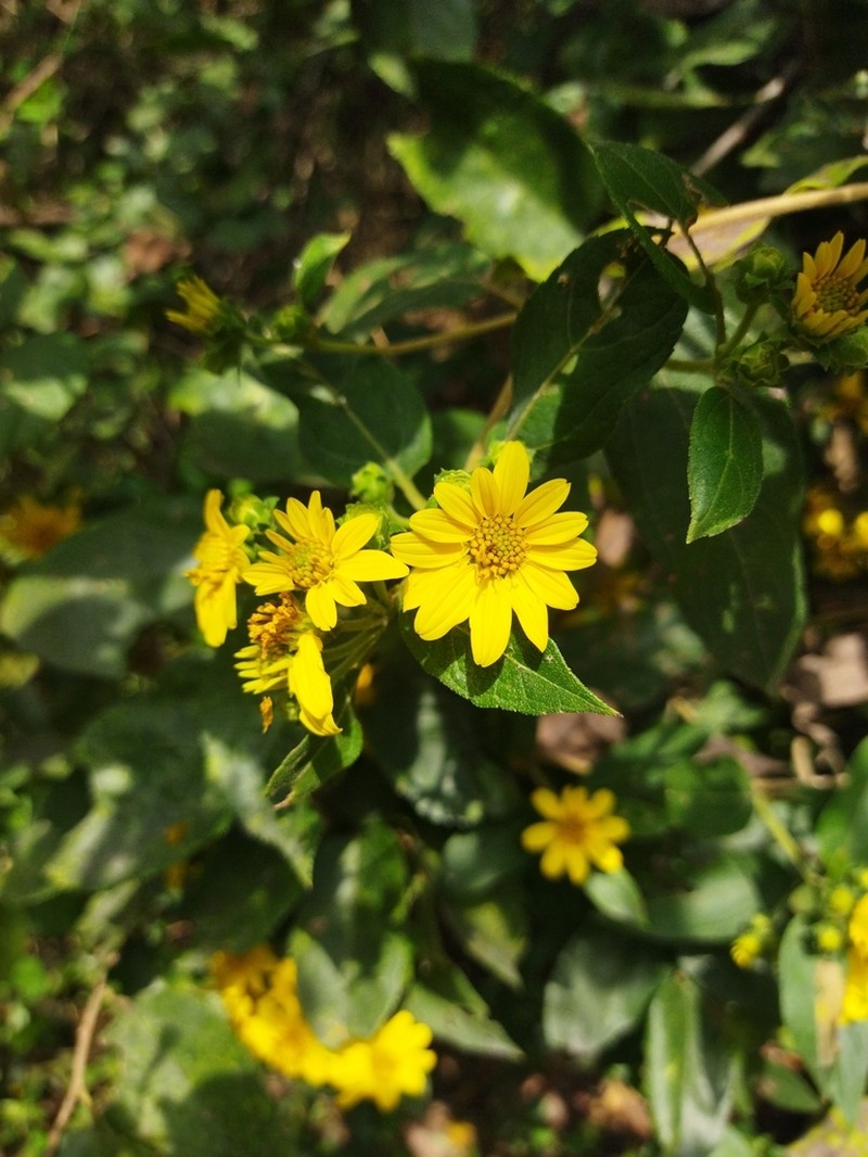 Perymenium gymnolomoides photo 6