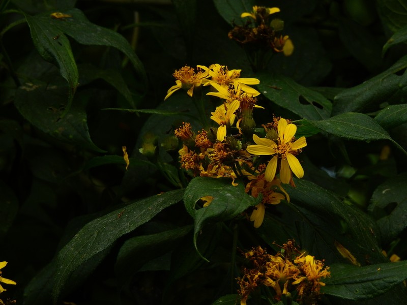 Perymenium gymnolomoides photo 7