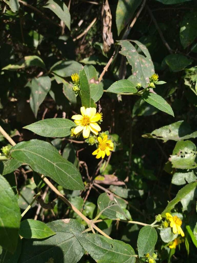 Perymenium gymnolomoides photo 8