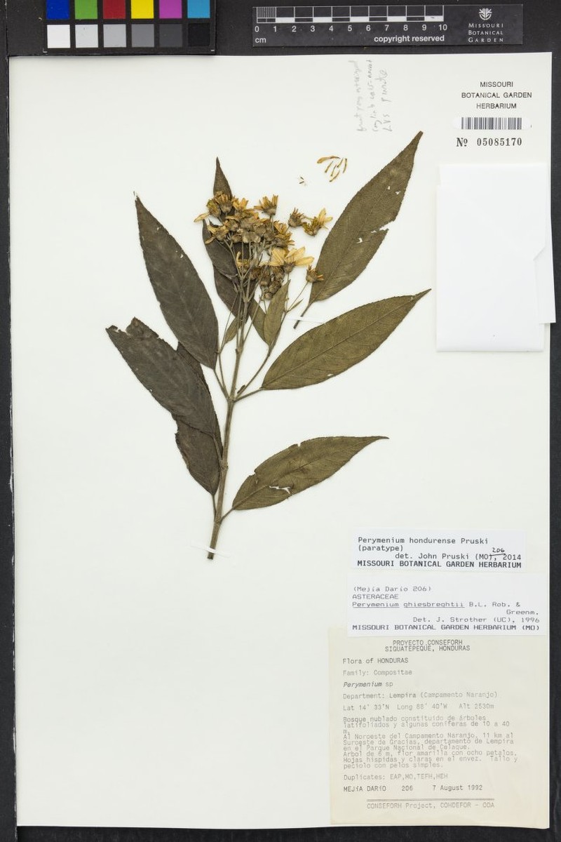 Perymenium hondurense