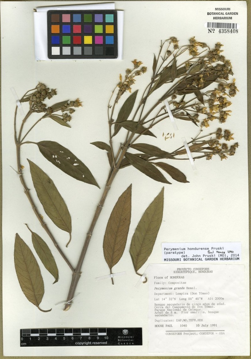Perymenium hondurense photo 2