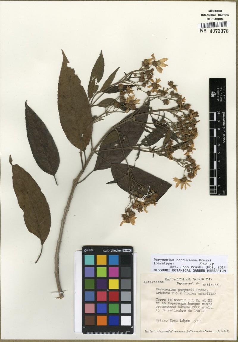 Perymenium hondurense photo 4