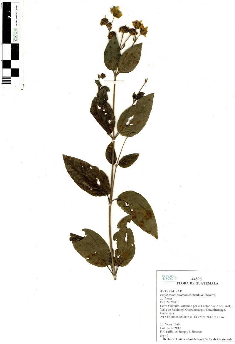 Perymenium jalapanum