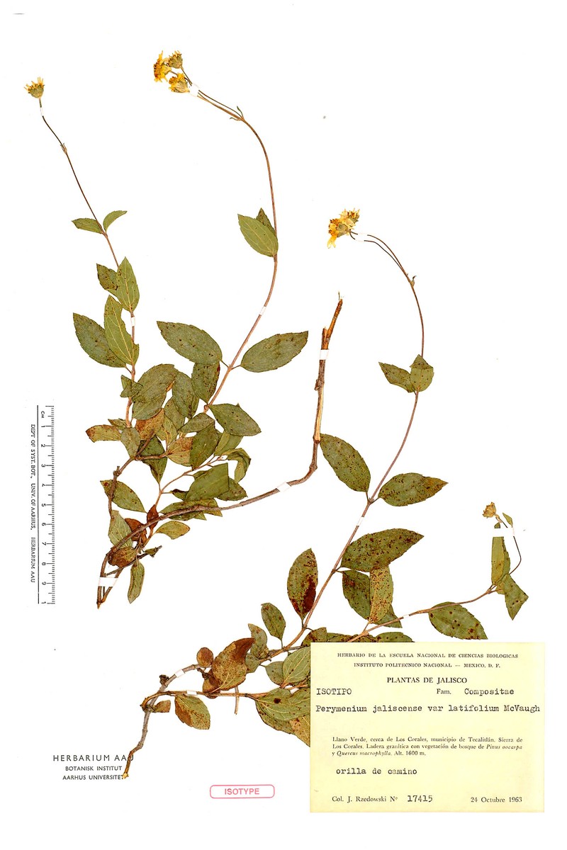 Perymenium jaliscense