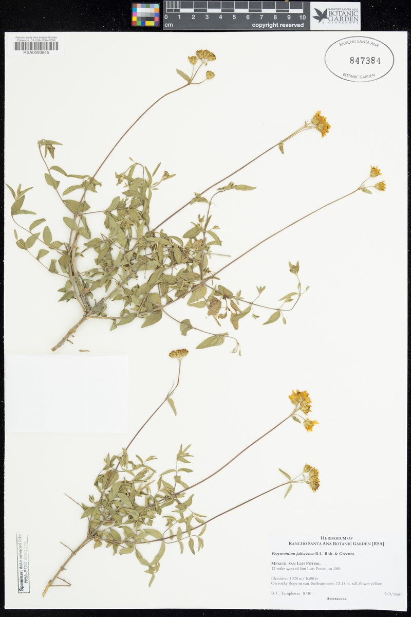 Perymenium jaliscense photo 2