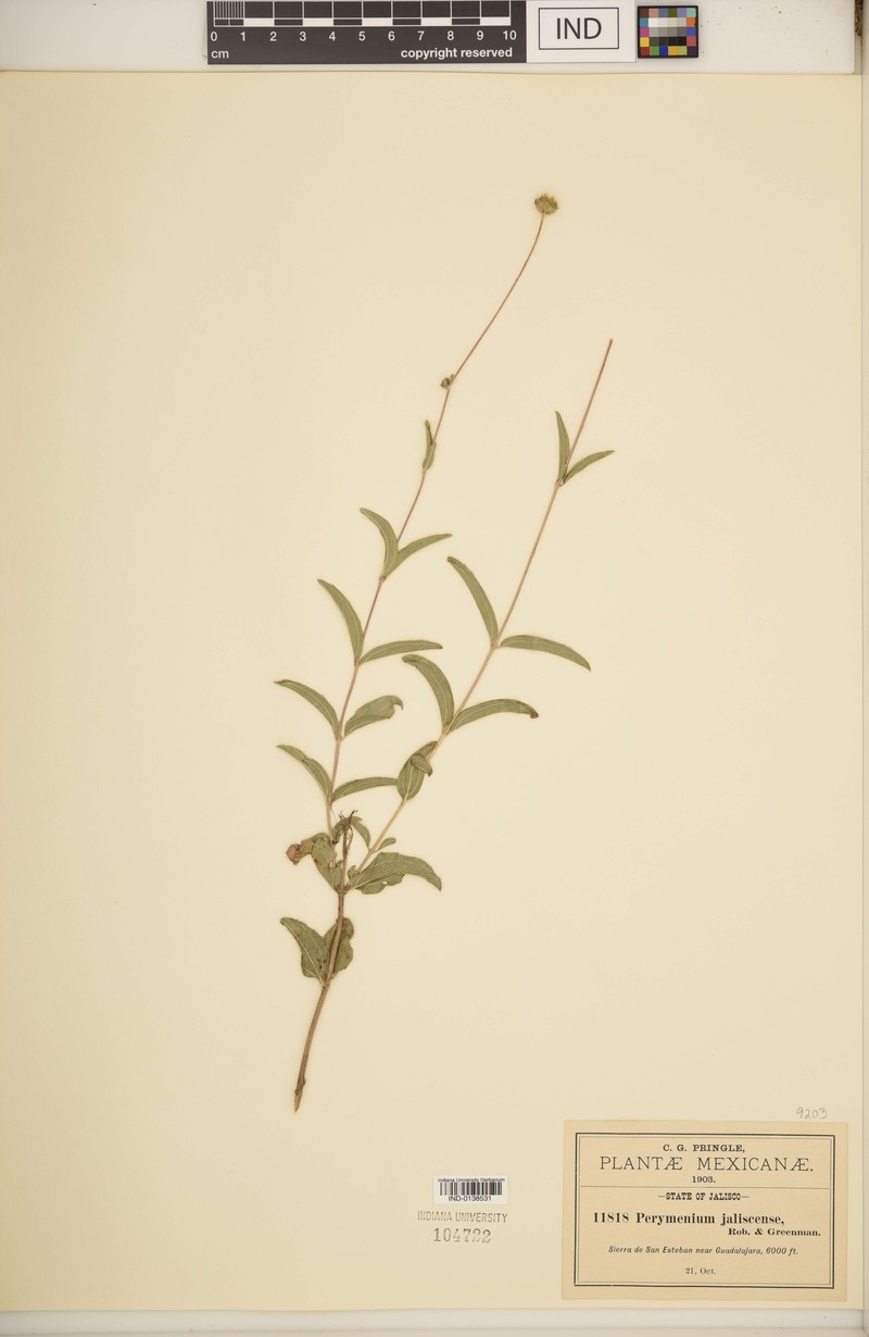Perymenium jaliscense photo 4