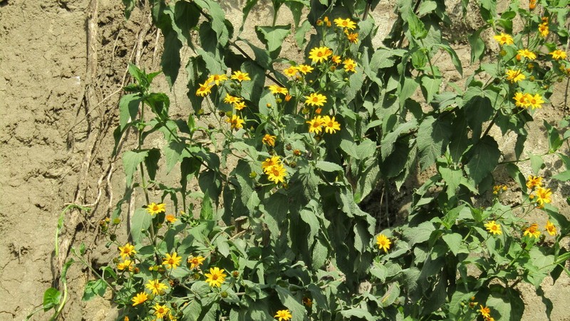 Perymenium jelskii photo 8