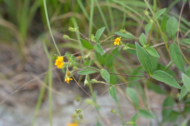 Perymenium klattianum