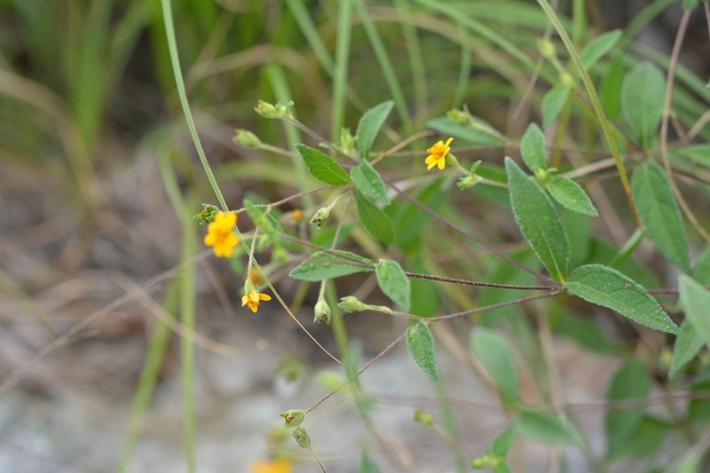 Perymenium klattianum photo 4