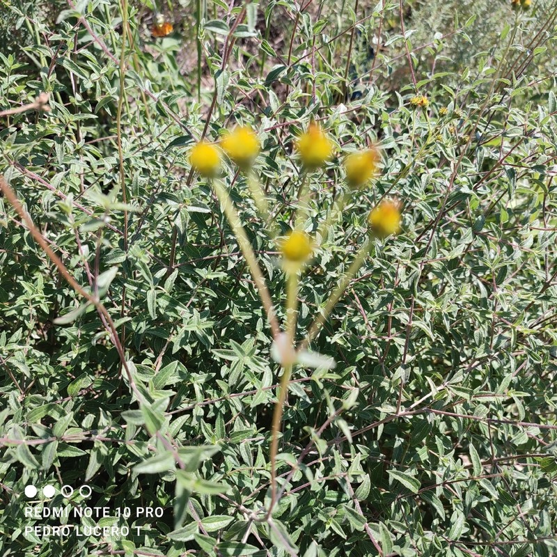 Perymenium mendezii photo 6