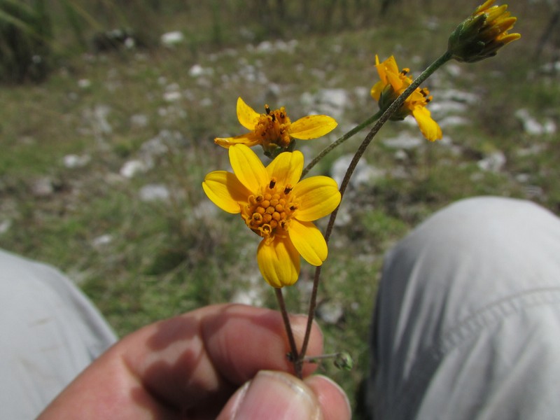 Perymenium mendezii var. angustifolium