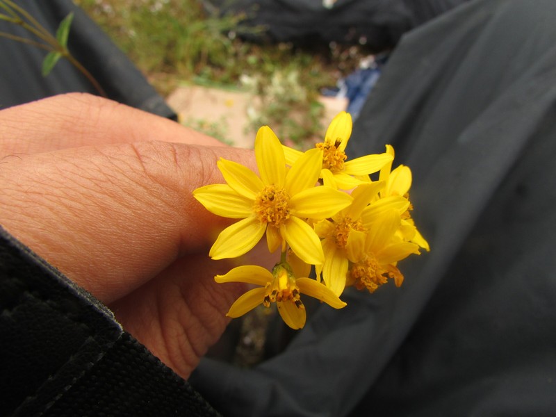Perymenium mendezii var. angustifolium photo 2