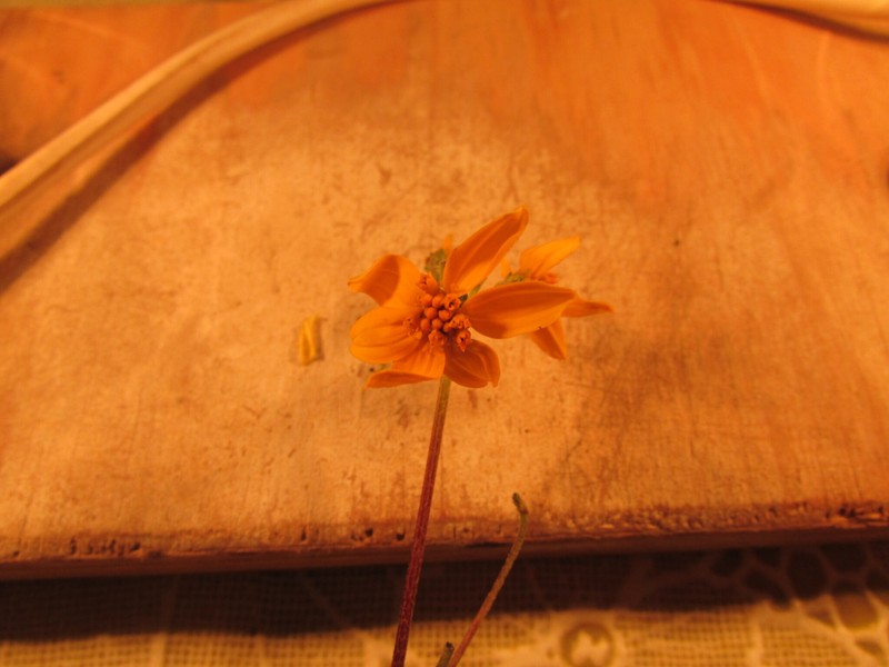 Perymenium mendezii var. angustifolium photo 3