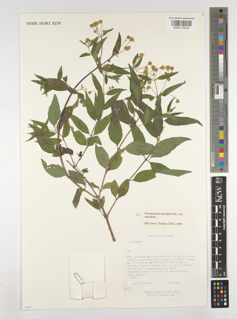 Perymenium mendezii var. mendezii